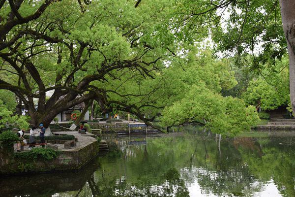全球橡胶动态 | 2026年8月全球天然橡胶市场运行情况及主要产销国动态